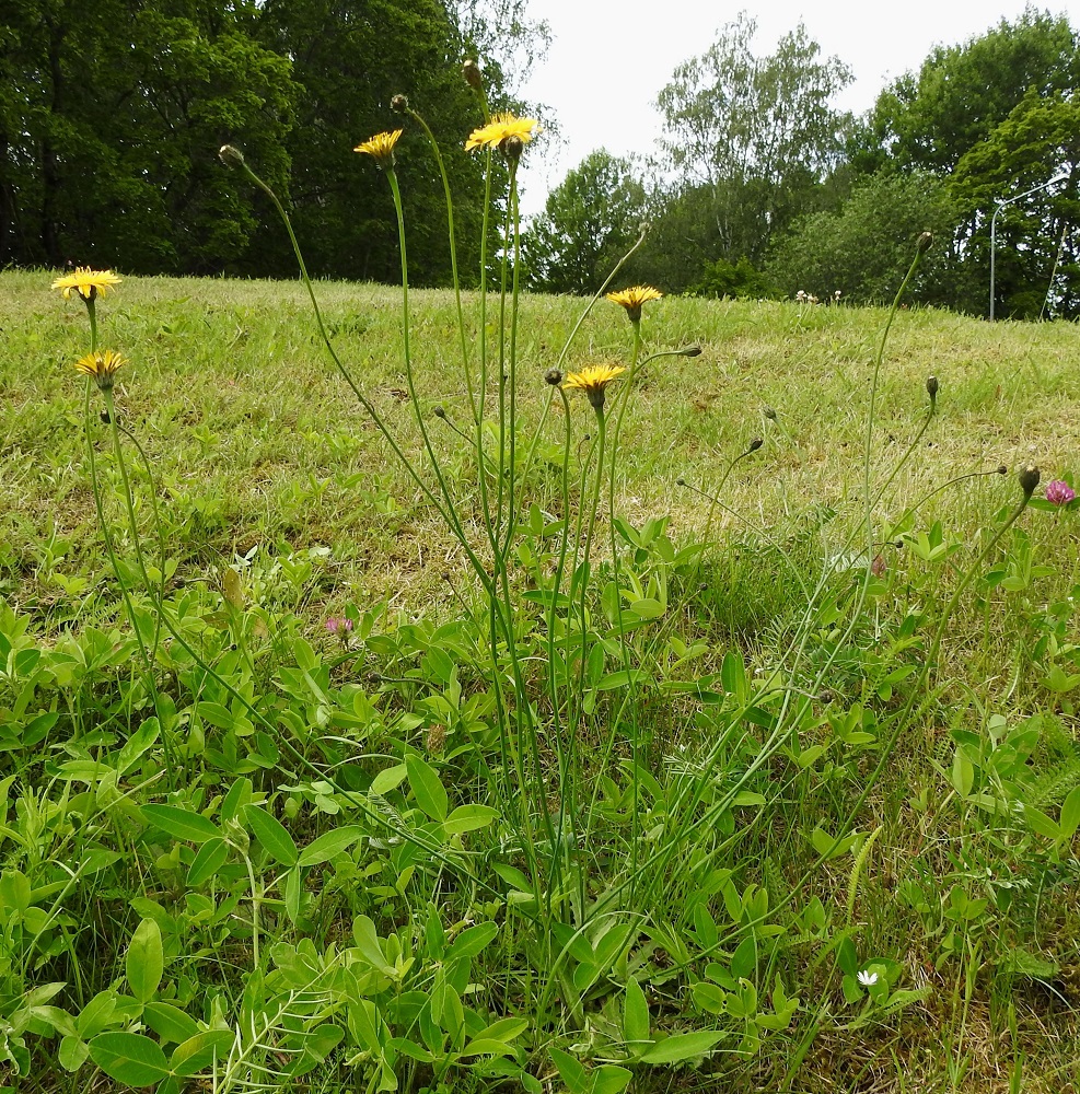 Hypochaeris radicata - liuskahäränsilmä on Suomessa harvinainen uustulokas, josta on Kasviatlaksessa muutamia tuoreempia havaintoja Ahvenanmaan, Varsinais-Suomen, Uudenmaan ja Oulun Pohjanmaan eliömaakunnista. Muutamilla kasvupaikoilla se on kyennyt ainakin joksikin aikaa myös vakinaistumaan. Kasvupaikkoina ovat lähinnä niityt, kylvönurmet, tienlaiteet, puistot ja pihapiirit sekä satamat. 22.6.2025. Copyright Hannu Kämäräinen.