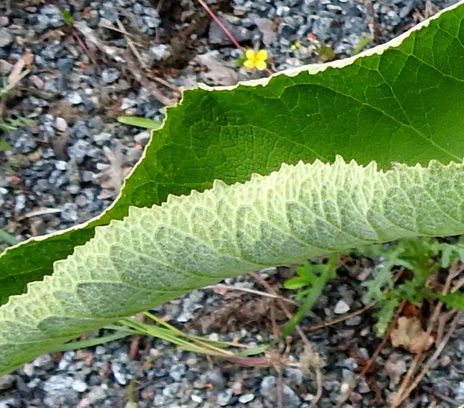 Inula helenium - isohirvenjuuren lehtilapa on päältä vihreä ja lähes kalju - hyvin lyhytkarvainen sekä alta lähes harmaa tai harmaanvihreä ja huopamaisen tiheä- ja lyhytkarvainen. Lehtilaita on tiheään hampainen. Hammastus muodostuu kolmen kokoisista hampaista, jotka vuorottelevat. 26.7.2025. Copyright Hannu Kämäräinen.