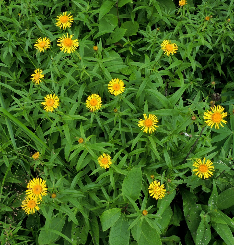 Pentanema salicinum - rantahirvenjuuri on Suomessa alkuperäinen ja pääosin eteläisimpään Suomeen rajoittuva laji, joka on yleinen Ahvenanmaalla, kohtalainen tai harvinaisehko Varsinais-Suomen, Uudenmaan, Etelä-Karjalan ja Etelä-Hämeen eliömaakunnissa sekä hyvin harvinainen Satakunnan ja Koillismaan eliömaakunnissa. Eteläisen esiintymisalueen pohjoisreunalta, Etelä-Hämeestä, on linnuntietä noin 600 kilometriä Koillismaan Kuusamon esiintymiin. 12.7.2016. Copyright Hannu Kämäräinen.