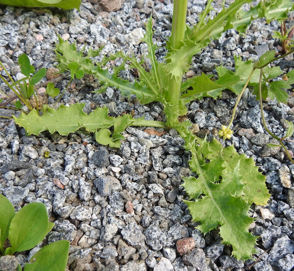 Sonchus asper - otavalvatin tyvilehdet ovat ruodilliset. Ruoti on noin 2-5 cm pitkä, otahampaisen siipipalteinen ja vähitellen lehtilavaksi levenevä. Lapa on jäykkä, lähinnä puikea tai vastapuikea ja nirhaotavalvatilla ehyt sekä kuvassa olevalla pisto-otavalvatilla enemmän tai vähemmän pariliuskainen. 26.7.2025. Copyright Hannu Kämäräinen.