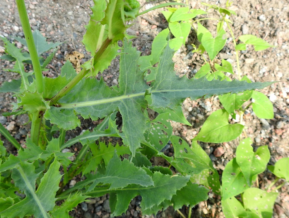 Sonchus oleraceus - kaalivalvatin toisen muunnoksen, liuskakaalivalvatin, lehtilavan päätöliuska ei latva-alueen alapuolisissa lehdissä ole kooltaan selvästi muita liuskoja isompi. Se on malliltaan usein suorasivuisen kolmiomainen tai pitkäkärkisen ja kapean kolmiomainen. Sivuliuskat ovat monesti pitkiä ja teräväkärkisesti suoraan sivulle tai hieman tyveä kohti suuntautuneet. Liuskojen laidat ovat yleensä isohampaiset. Molempien muunnosten varsilehdet ovat ruodittomat ja tyviliuskoillaan tavallisesti varren ympäri kiertyvät. Tyviliuskat ovat kookkaimmat varren keskiosassa. EH, Hämeenlinna, Pikku-Parola, Kommilantie 90:n kohdalla oleva, laajahko lumenkaatopaikka, alueen maakasat, 30.7.2025. Copyright Hannu Kämäräinen.
