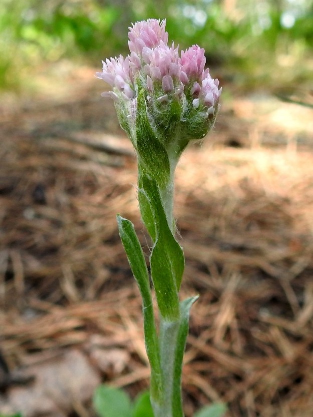 Antennaria dioica - ahokissankäpälän varsilehdet ovat ruodittomat, suikeat, ehytlaitaiset ja useimmiten noin 10-25 mm pitkät ja leveimmältä kohtaa noin 1,5-3 mm leveät. Varsilehdet ovat vihreät tai harmaanvihreät, vaihtelevasti karvaiset ja usein myös vanukkeiset. Ylempien varsilehtien kärjessä on lyhyt ota. Kuvassa on emikukkainen yksilö. EH, Janakkala, Vuortenkylä, Tunturinvuori, harjun lakialue, luonnonsuojelualue, 11.6.2022. Copyright Hannu Kämäräinen.