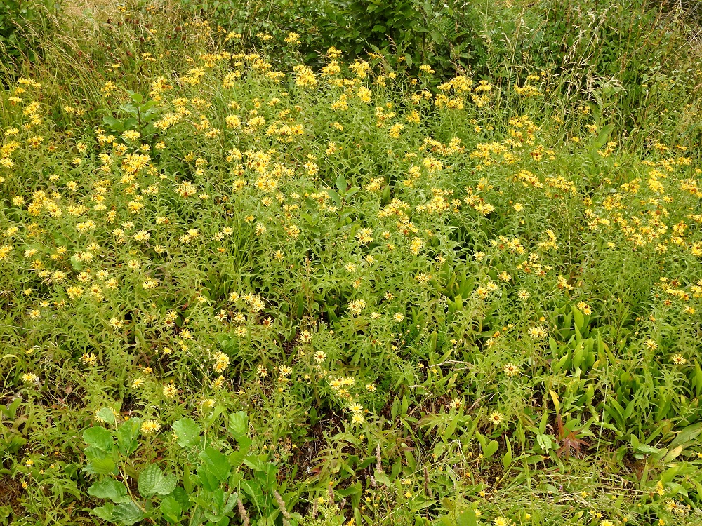 Pentanema salicinum - rantahirvenjuuren kasvupaikkoina ovat lähinnä merenrantaniityt ja -pensaikot, lehdot, ahot, niityt, kedot, pientareet, teiden ja peltoalueiden laitaojat sekä Koillismaalla letot. Laji on ilmeisesti kalkinsuosija. A, Finström, Bamböle, Björkö, Bergövägenin varsi lähellä Hästhaguddsvägenin tienhaaraa, 15.7.2022. Copyright Hannu Kämäräinen.