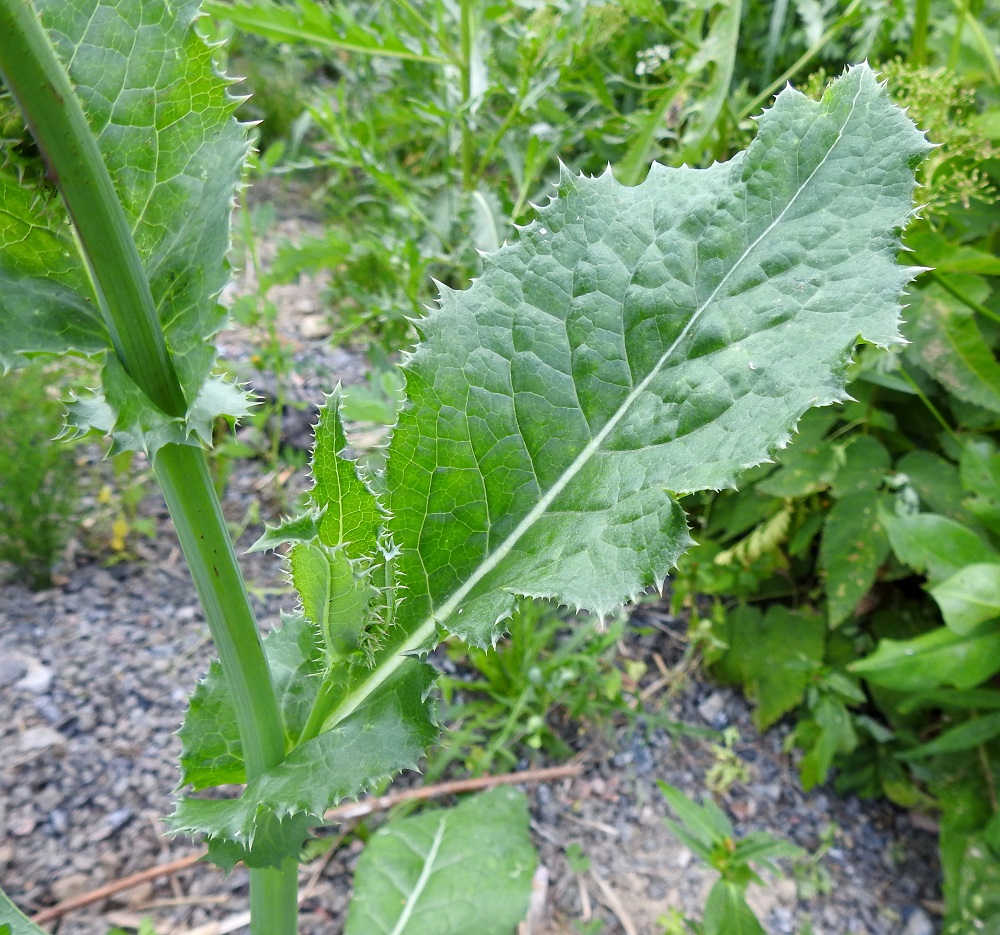 Sonchus asper - otavalvatin varsilehdet ovat kierteisesti. Ne ovat ruodittomat ja pyöreähköillä tyviliuskoillaan tavallisesti varren ympäri kiertyvät sekä lähinnä puikeat, vastapuikeat tai lähes pitkulaiset. Tyvi- ja varsilehtien lapa on päältä vihreä tai tummanvihreä, kiiltävähkö ja kalju sekä tavallisesti noin 5-20 cm pitkä ja noin 1,5-9 cm leveä pieneten latvaa kohti. 26.7.2025. Copyright Hannu Kämäräinen.