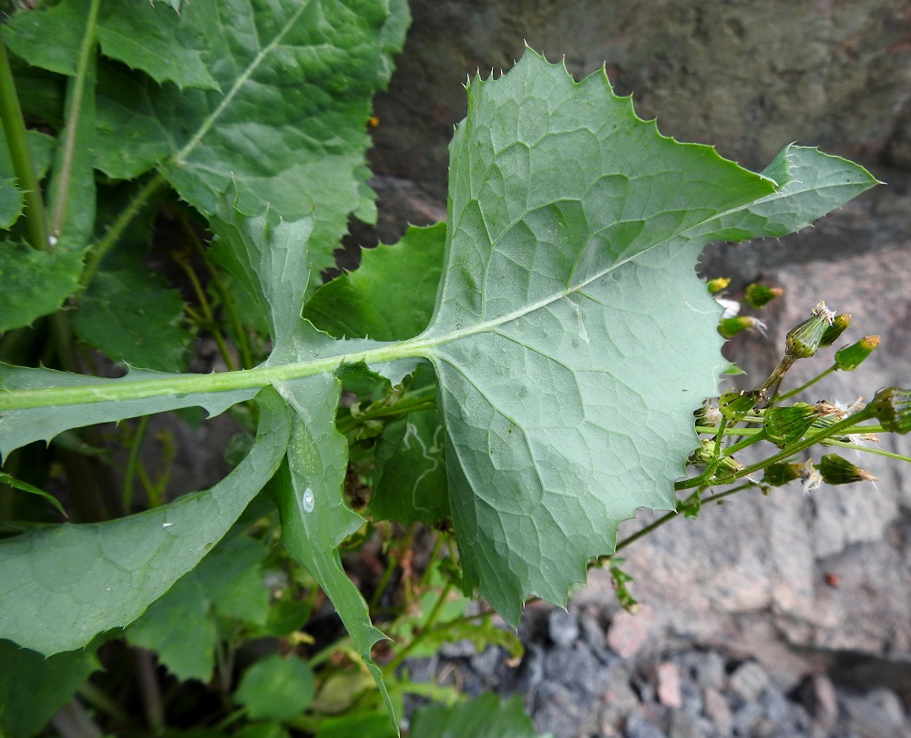 Sonchus oleraceus - kaalivalvatin lehdet ovat alta sinivihreät ja kaljut. Kuvassa on pyörökaalivalvatti seuranaan kalliovillakko, Senecio sylvaticus. V, Naantali, satama-alueelle tulevan Satamatien laita, kallioleikkauksen tyven sora- ja sepelikaista, 26.6.2019. Copyright Hannu Kämäräinen.