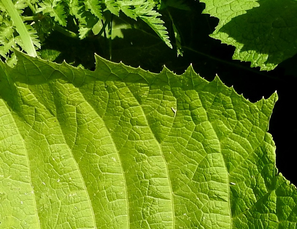 Telekia speciosa - auringontähden lehtilaita on epätasaisesti iso- ja pienihampainen. Isot hampaat ovat leveän kolmiomaiset ja noin 5-10 mm pitkät. Hampaiden kärjessä ja vaihtelevasti myös isojen hampaiden sivuilla on tappimaisia nipukoita. EH, Hämeenlinna, Sairio, Sairionranta, Vanajaveden itäranta, radanvartta seurailevan ulkoilureitin varsi kohdassa, jossa vesioja alittaa reitin, 5.7.2021. Copyright Hannu Kämäräinen.