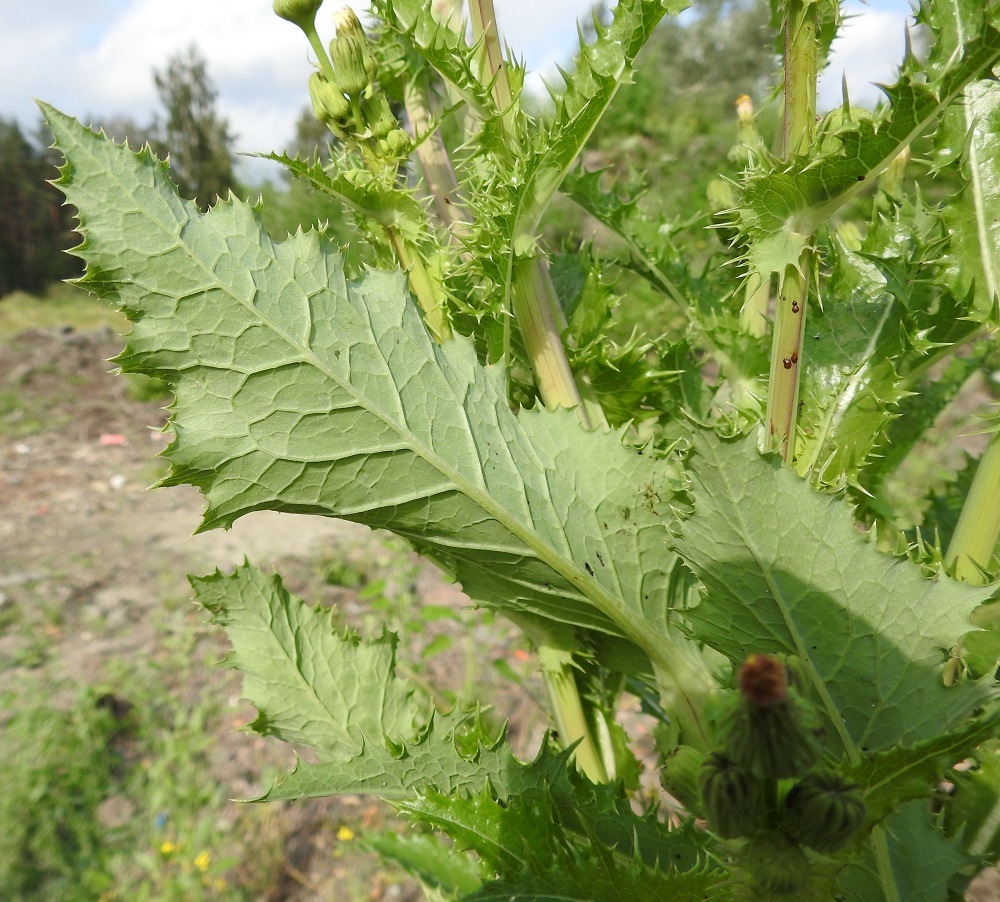 Sonchus asper - otavalvatin lehtilapa on sulkasuoninen suonien ollessa hieman koholla lavan alapinnalla, joka on kiilloton ja yläpuolta vaaleamman vihreä. 30.7.2025. Copyright Hannu Kämäräinen.
