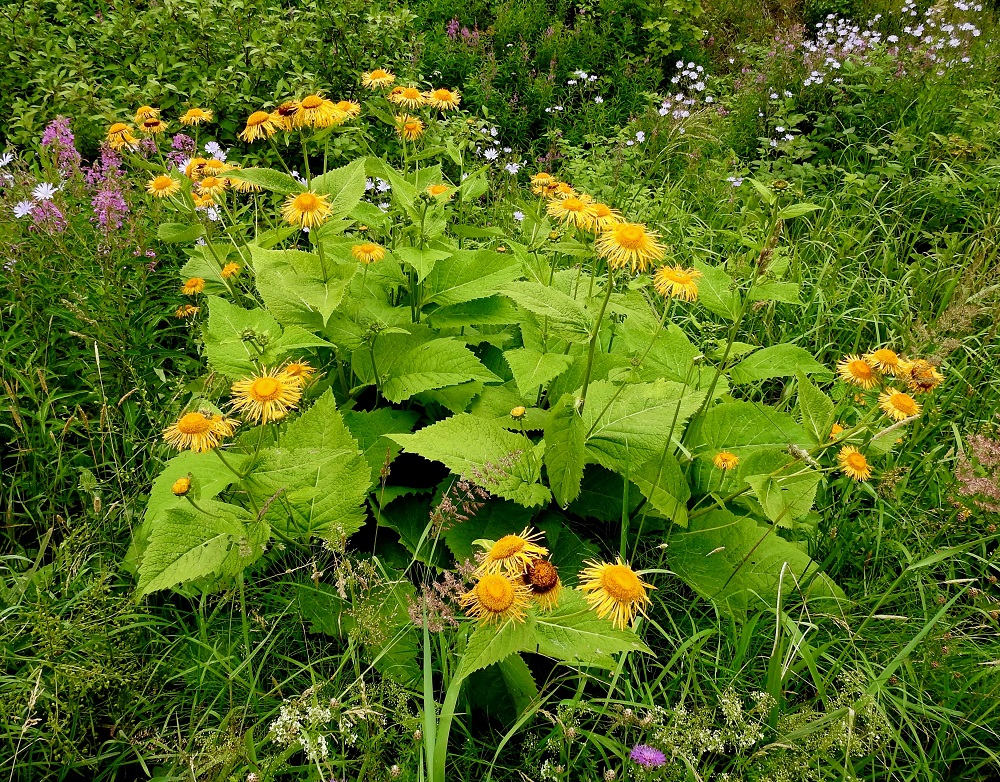 Telekia speciosa - auringontähden kukinta voi täysin avoimilla paikoilla alkaa jo kesäkuun loppupuolella, kuten kuvan kasvustossa. Pääkukinta ajoittuu kuitenkin tavallisesti heinä- ja elokuuhun. Auringontähti on Suomessa vanha koristekasvi, joka on vuosien kuluessa villiytynyt maan eteläpuoliskossa siellä täällä asutuksen lähitienoille. Havaintojen pohjoisraja kulkee Keski-Pohjanmaan, Pohjois-Savon ja Pohjois-Karjalan eliömaakunnissa. Kasvupaikkoina ovat lähinnä asutuksen laiteet, niityt, metsänreunat, ranta-alueet ja -pensaikot, tien- ja radanvarret, pientareet, ojanreunat ja joutomaat sekä maankäsittelyalueet. Se on siellä täällä kyennyt vakinaistumaankin pysyväisluonteisesti. EH, Hämeenlinna, Sairio, Sairionranta, Vanajaveden itäranta, radanvartta seurailevan ulkoilureitin varsi kohdassa, jossa vesioja alittaa reitin, 5.7.2024. Copyright Hannu Kämäräinen.