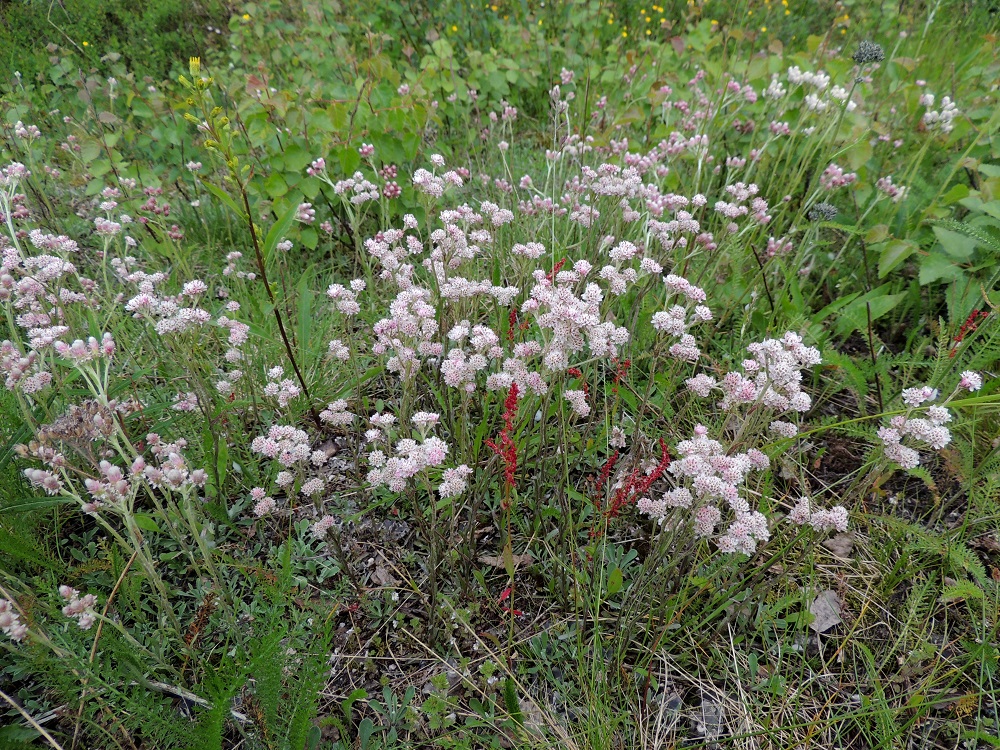 Antennaria dioica - ahokissankäpälän kasvupaikkoina ovat lähinnä kangasmetsät ja harjut, tunturikankaat, kalliot, kedot, ahot ja kuivat, avoimet pientareet sekä tienvarsipenkereet. Aikaisemmin ahokissankäpälä oli vieläkin yleisempi, ja nykykehitys on vuonna 2019 julkaistussa uhanalaisuusarvioinnissa vienyt sen silmälläpidettäväksi (NT) lajiksi. Luokitukseen on vaikuttanut yksilöiden määrän merkittävä vähentyminen. Uhkatekijöiksi on todettu avoimien alueiden sulkeutuminen, kuloalueiden väheneminen, kemialliset haittavaikutukset, rakentaminen, kuluminen ja vieraslajien aiheuttamat uhat. Kuvassa on lomittain leveämpimykeröistä, hedekukkaista kasvustoa ja kapeampimykeröistä, emikukkaista kasvustoa. Ks, Salla, Onkamo, Hossoaavantien ja Onkamontien risteys, tienlaidan ojaluiska, 14.7.2015. Copyright Hannu Kämäräinen.