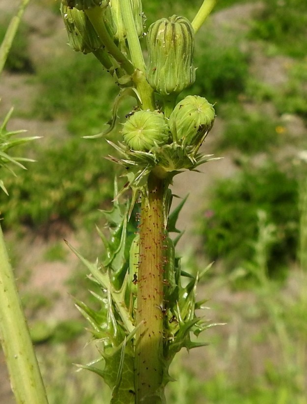Sonchus asper - otavalvatin varret ovat ontot, vihreäsävyiset tai punertavat ja kaljut tai toisinaan yläosastaan pitkävartisen nystykarvaiset. 30.7.2025. Copyright Hannu Kämäräinen.