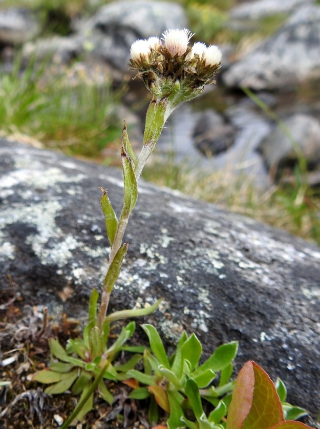 Antennaria alpina - tunturikissankäpälä on monivuotinen, pysty ja tavallisesti noin 5-15 cm korkea ruoho. Varsi on haaraton, yleensä noin 5-11-lehtinen, harmaanvihreä tai punaruskehtava ja liereä sekä tiheästi vaalean vanukekarvainen. Kierteisesti olevat varsilehdet ovat ruodittomat, kapeansuikeat, ehytlaitaiset ja useimmiten noin 10-15 mm pitkät ja leveimmältä kohtaa noin 1-2 mm leveät. Ne ovat vihreät tai harmaanvihreät, vaihtelevasti karvaiset ja usein myös vanukkeiset. Ylempien varsilehtien kärjessä on ruskea ota. EnL, Enontekiö, Kilpisjärvi, Saanan koillispuoli, Saanajärven luoteispää kohdassa, jossa leveähkö tunturipuro laskee järveen, kivikkoinen rantaniitty ja puron laide, 680 m mpy, 6.7.2018. Copyright Hannu Kämäräinen.
