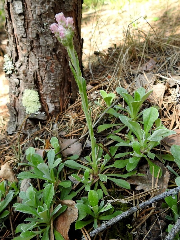 Antennaria dioica - ahokissankäpälä on monivuotinen, pysty ja tavallisesti noin 5-30(-40) cm korkea, lehtiruusukkeellinen ruoho, jolla on kierteisesti yleensä noin 8-12 varsilehteä. EH, Janakkala, Vuortenkylä, Tunturinvuori, harjun lakialue, luonnonsuojelualue, 11.6.2022. Copyright Hannu Kämäräinen.