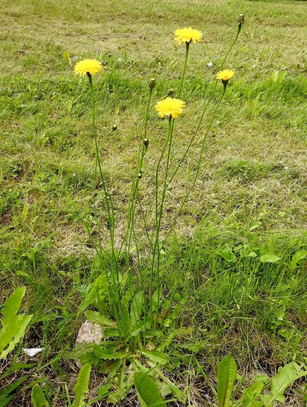 Hypochaeris radicata - liuskahäränsilmä on monivuotinen, maitiaisnesteinen, pysty ja lehtiruusukkeinen ruoho, joka on tavallisesti noin 20-60 cm korkea. Yksilöt ovat lähes aina monivartisia, ja varret ovat tavallisesti harvakseen haarovia. Varsinaisia varsilehtiä ei ole. U, Helsinki, Ala-Malmi, Vanhan Helsingintien laiteessa olevan, hoidetun nurmikumpareen tyvirinne, 22.6.2025. Koko kuvasarja on samalta kasvupaikalta. Copyright Hannu Kämäräinen.