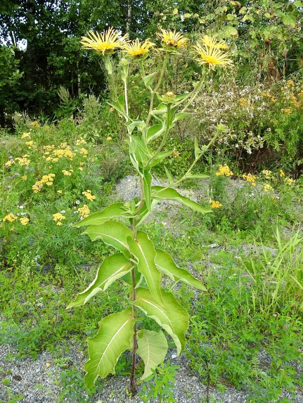 Inula helenium - isohirvenjuuri on monivuotinen, pysty, vankka ja isolehtinen ruoho, joka on tavallisesti noin 80-200 cm korkea. Varsi on yläosastaan monihaarainen, liereähkö, jäykkä ja yleensä noin 8-10 mm paksu. Se on vihreä- tai punaruskeasävyinen ja tiheästi vaaleakarvainen. EH, Hämeenlinna, Pikku-Parola, Kommilantie 90:n kohdalla oleva, laajahko lumenkaatopaikka, alueen sorakentän laita, 13.8.2025. Ellei toisin mainita, kuvat ovat tältä samalta kasvupaikalta. Copyright Hannu Kämäräinen.