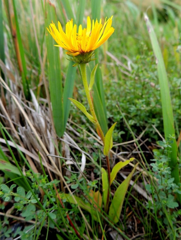 Pentanema britannicum - vanukehirvenjuuri on kaksivuotinen, pysty ja yksivartinen ruoho, joka on tavallisesti noin 10-50 cm korkea. EH, Pälkäne, Kuisema, Lahdentien (tie 12) laita ja tieluiska Kuisemantien risteyksen ja Hämeenlinnan rajan luoteispuolella, 24.7.2013. Paikalta on ensimmäinen havainto Kasviatlaksessa jo vuodelta 1986. Koko kuvasarja on samalta kasvupaikalta. Copyright Hannu Kämäräinen.