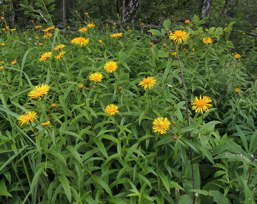 Pentanema salicinum - rantahirvenjuuri on monivuotinen, pysty ja tavallisesti noin 20-80 cm korkearuoho. Juurakko on vaakasuoraan lyhyillä haaroilla leviävä muodostaen tiheitä kasvustoja. EH, Hämeenlinna, Luhtiala, Aulangonjärven koillispuoli, Aulangon-Heikkilän tien varsi peltoaukean laiteessa, 12.7.2016. Ellei toisin mainita, kuvat ovat tältä samalta kasvupaikalta. Copyright Hannu Kämäräinen.