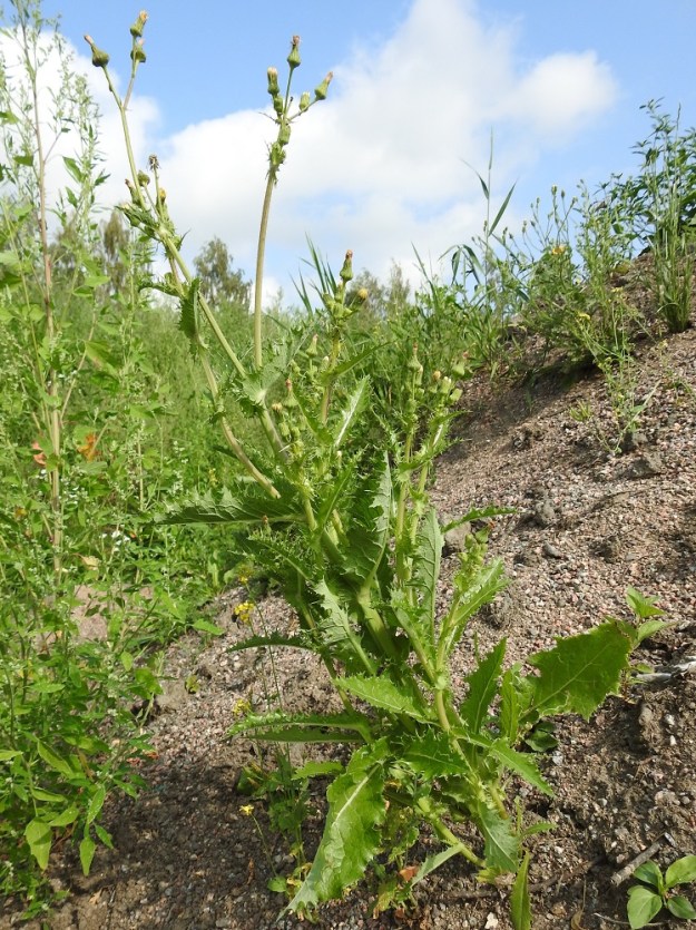 Sonchus asper - otavalvatti on yksivuotinen, maitiaisnesteinen, pysty ja tavallisesti noin 30-80 cm korkea ruoho. Yksilöt ovat haarattomat, vähähaaraiset tai runsaastikin haarovat. Varsinkin isot yksilöt haarovat usein jo tyveltä alkaen ja pitkin vartta latvaan saakka. Kuvan yksilö on liuskalehtisempää ja isopiikkisempää muunnosta, pisto-otavalvattia, var. spinosus. EH, Hämeenlinna, Pikku-Parola, Kommilantie 90:n kohdalla oleva, laajahko lumenkaatopaikka, alueen sorakenttä ja maakasat, 30.7.2025. Ellei toisin mainita, kuvat ovat tältä samalta kasvualueelta. Copyright Hannu Kämäräinen.