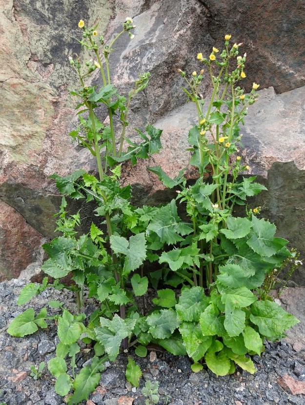 Sonchus oleraceus - kaalivalvatti on yksivuotinen, maitiaisnesteinen, pysty ja tavallisesti noin 40-80 cm korkea ruoho. Se on kasvupaikoillaan usein yksittäinen tai muodostaa muutamien yksilöiden ryhmiä. Kasvupaikkoina ovat lähinnä puutarhat, viljelykset, uudisnurmikot, pihat, pientareet, kadunvarret, joutomaat, maan- ja lumenkäsittelyalueet sekä satamat ja teollisuusalueet. Laji on edelleen sidoksissa ihmisen elinpiireihin eikä menesty aidossa luonnonympäristössä. Kuvan yksilöt edustavat lajin nimimuunnosta, pyörökaalivalvattia, var. oleraceus. V, Naantali, satama-alueelle tulevan Satamatien laita, kallioleikkauksen tyven sora- ja sepelikaista, 26.6.2019. Copyright Hannu Kämäräinen.