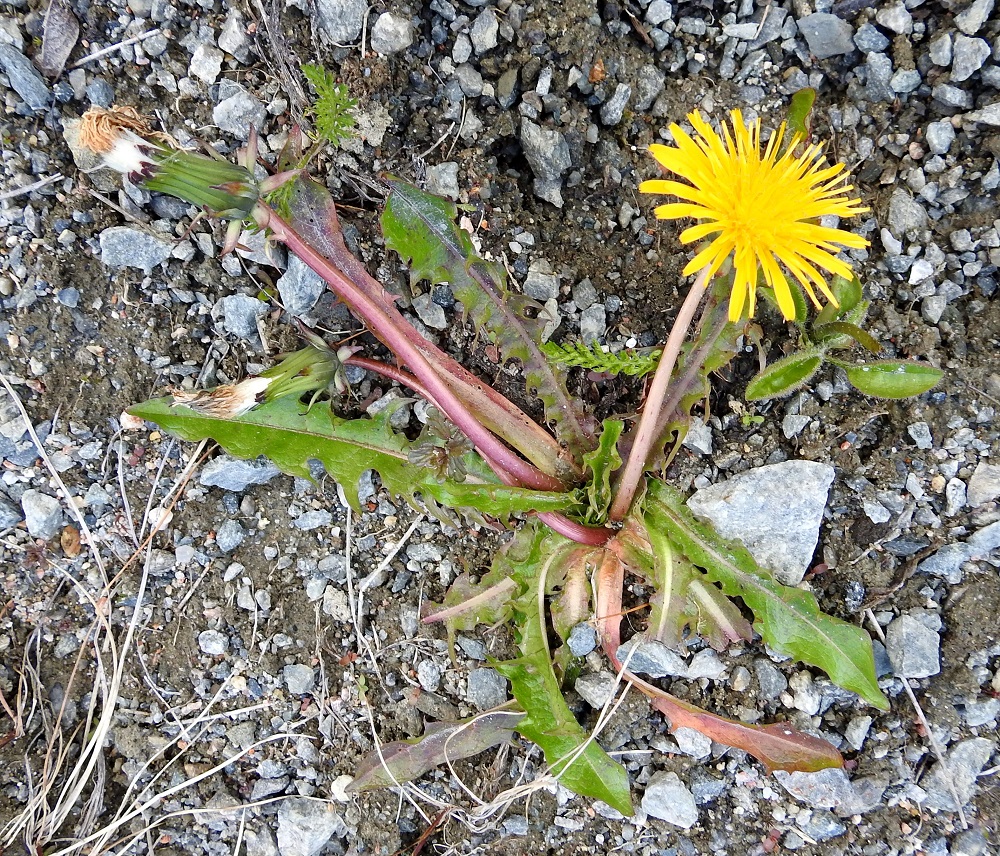 Taraxacum sect. Crocea - sahramivoikukat ovat monivuotisia, maitiaisnesteisiä, pystyjä tai kohenevia ja lehtiruusukkeellisia ruohoja ja vanakasveja, jotka ovat usein melko hentoja ja noin 5-40 cm korkeita. Sektioon kuuluu Suomessa noin 40-50 lajia. Lisäksi on nimettyjä mutta kuvaamatta jääneitä lajeja. EnL, Enontekiö, Kilpisjärvi, Käsivarrentien (tie 21) laita noin Kilpisjärven Maantielahden pohjoispään tasalla, laitaojasta tunturikoivikkoon nouseva, jyrkkä sora- ja kalliorinne, 485 m mpy, 5.7.2025. Copyright Hannu Kämäräinen.