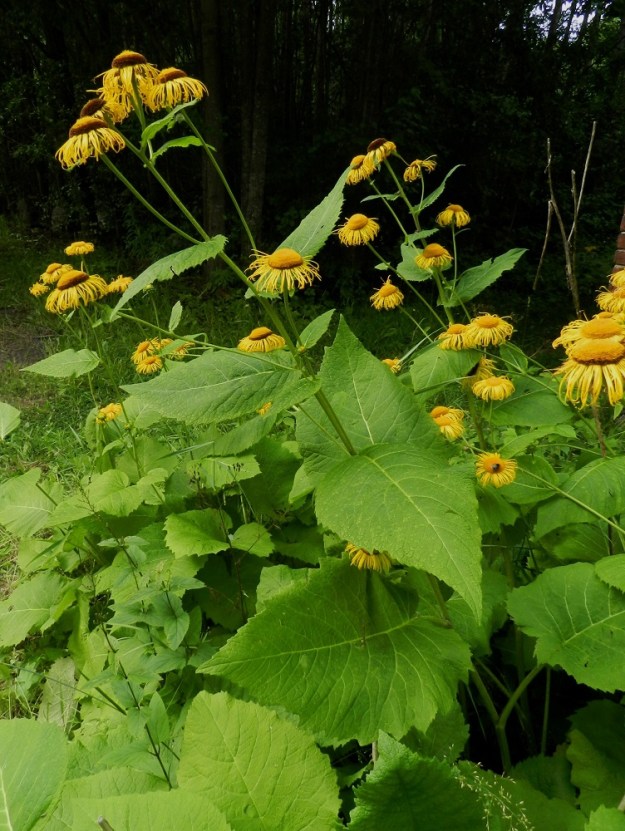 Telekia speciosa - auringontähti on monivuotinen, pysty, vankka ja isolehtinen ruoho, joka on tavallisesti noin 80-200 cm korkea. Juurakko on vahva ja haarova muodostaen tiheitä, monivartisia kasvustoja. EH, Hämeenlinna, Keinusaari, Varikonniemi, rehevä, metsittynyt, entinen saha- ja armeijan varikkoalue Vanajaveden rannassa, lounaisosa. Laji on lähtenyt ilmeisesti villiytymään niemeen ja myös pääradan varteen alun perin sahakauden (1873-1945) puutarhasta. 20.7.2011. Copyright Hannu Kämäräinen.