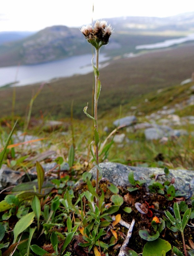Antennaria alpina - tunturikissankäpälä on muiden kissankäpälien tavoin kaksikotinen, eli hede- ja emikukat ovat eri yksilöissä. Laji on aikojen kuluessa kuitenkin kehittänyt itselleen suvullisesta lisääntymisestä poikkeavan apomiksin lisääntymistavan, jossa emiyksilöt pystyvät tuottamaan itämiskykyisiä pähkylöitä ilman hedekasveista tulevaa siitepölyä. Tämän vuoksi uudet siementaimet ovat emokasviensa tarkkoja kopioita eli klooneja. EnL, Enontekiö, Kilpisjärvi, Saana, loiva luoteisrinne, lounaislaita laelle nousevan polun länsipuolella, tunturikangaspaljakka, 685 m mpy, 16.7.2013. Copyright Hannu Kämäräinen.