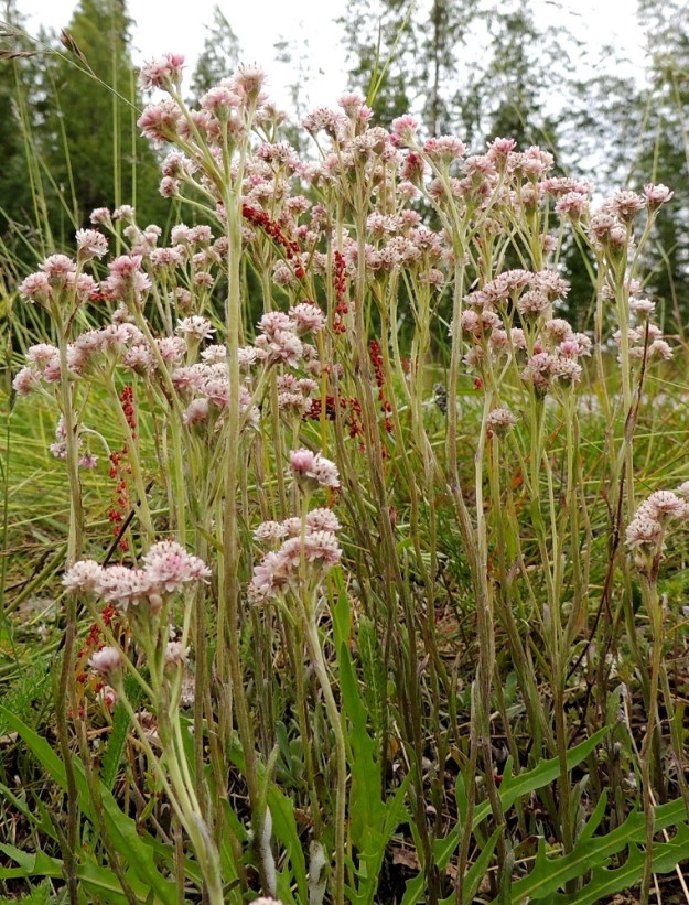 Antennaria dioica - ahokissankäpälä on kaksikotinen, jota lajinimi, dioica, myös tarkoittaa. Kaksikotisella lajilla hede- ja emikukat ovat eri kasviyksilöissä. Kuvassa tiheänä ryhmänä olevat varret ovat hedekukintoisia ja kuuluvat mitä ilmeisimmin samaan, kasvullisesti levittäytyneeseen yksilöön. Ks, Salla, Onkamo, Hossoaavantien ja Onkamontien risteys, tienlaidan ojaluiska, 14.7.2015. Copyright Hannu Kämäräinen.