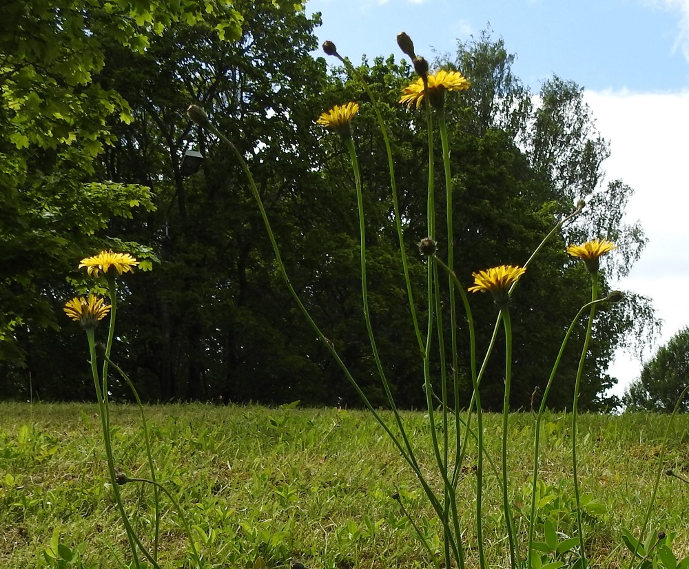 Hypochaeris radicata - liuskahäränsilmän varsinaisen kukinnon muodostavat kukintomykeröt ovat varren ja haarojen kärjessä yksittäin. Haarat ovat yleensä noin 10-30 cm pitkät. Varret ja haarat paksunevat yläosastaan mykerön alta. 22.6.2025. Copyright Hannu Kämäräinen.