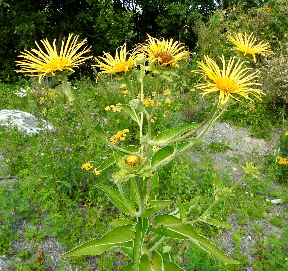 Inula helenium - isohirvenjuuren kukinnot muodostuvat kukkamaisista mykeröistä, jotka ovat huiskilomaisesti tai kerrannaisen huiskilomaisesti varren ja sen haarojen kärjessä yksittäin. Ylimmät, pienet varsilehdet yltävät toisinaan mykeröiden tyvelle saakka. 13.8.2025. Copyright Hannu Kämäräinen.