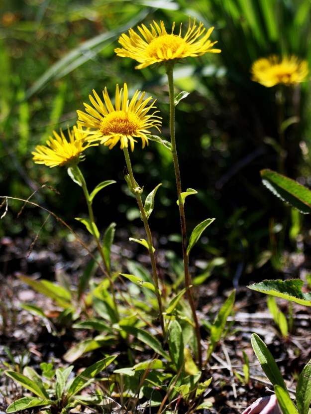 Pentanema britannicum - vanukehirvenjuuren varsi on useimmiten haaraton tai toisinaan yläosastaan harvahaarainen, liereähkö, jäykkä ja hoikka, yleensä vain noin 1,5-3 mm paksu. Se on kokonaan punaruskea tai yläosastaan vihreäsävyinen. Lehdet ovat varrella kierteisesti. 23.7.2008. Copyright Hannu Kämäräinen.