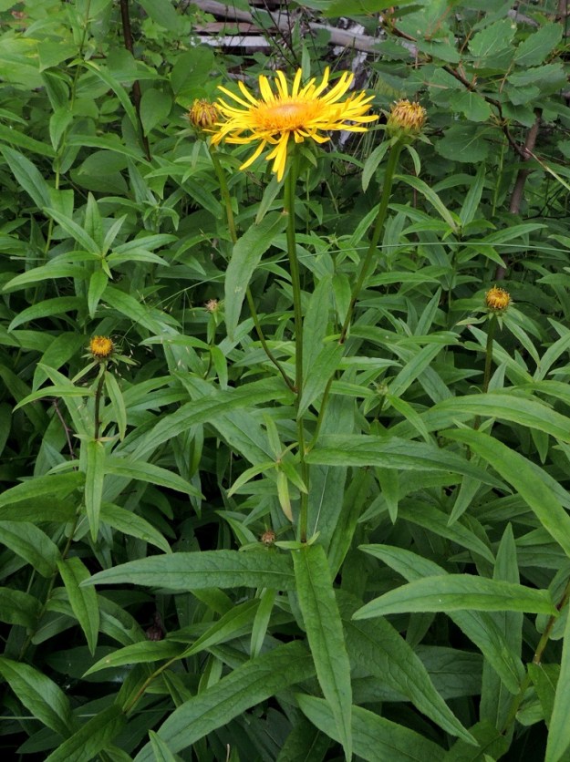 Pentanema salicinum - rantahirvenjuuren varsi on useimmiten haaraton tai toisinaan yläosastaan harvahaarainen. Kukinnot muodostuvat kukkamaisista mykeröistä, jotka ovat varren ja sen vähien, huiskilomaisten haarojen kärjessä yksittäin. 12.7.2016. Copyright Hannu Kämäräinen.