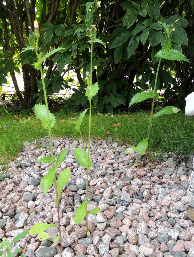 Sonchus asper - otavalvatin nimialalaji, viherotavalvatti, subsp. asper, on Suomessa muinaistulokas eli se on saapunut maahan ihmisen toiminnan avustamana ennen 1600-luvun puoltaväliä. Sen kasvupaikkoina ovat lähinnä puutarhat, viljelykset, uudisnurmikot, pihat, pientareet, kadunvarret, joutomaat, maan- ja lumenkäsittelyalueet sekä satamat ja teollisuusalueet. Nimimuunnos, nirhaotavalvatti, var. asper, on ehytlehtinen, nirhalaitainen ja aika tasaisesti pienehköotainen. EH, Hämeenlinna, Loimalahti, Hirsimäki, Näsiäntien omakotialue, seinänvieruskivikko, 9.8.2015. Copyright Hannu Kämäräinen.