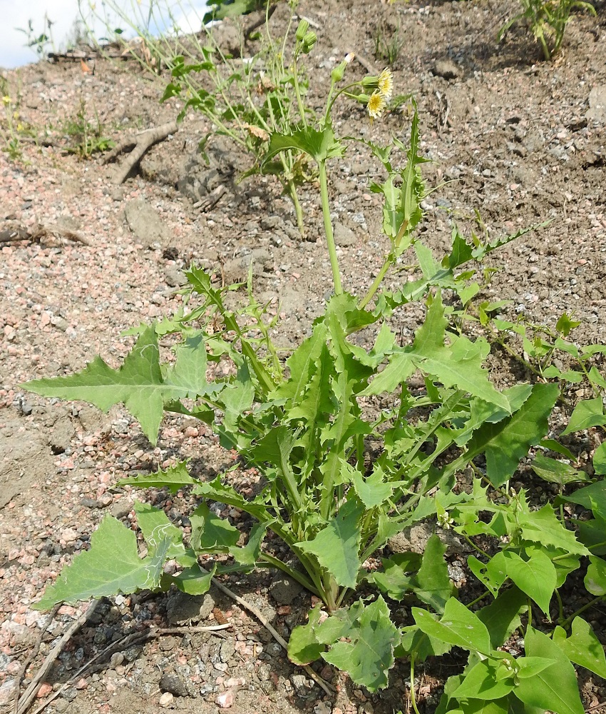 Sonchus oleraceus - kaalivalvatti on Suomessa muinaistulokas eli se on saapunut maahan ihmisen toiminnan avustamana ennen 1600-luvun puoltaväliä. Se on yleisehkö Ahvenanmaan, Varsinais-Suomen, Uudenmaan, Etelä-Karjalan, Satakunnan ja Etelä-Hämeen eliömaakunnissa sekä harvinainen pohjoiseen päin Pohjois-Karjalan, Pohjois-Savon, Keski-Pohjanmaan, Oulun Pohjanmaan ja Perä-Pohjanmaan eliömaakuntiin saakka. Linjan koillis- ja pohjoispuolella laji on erittäin harvinainen ja satunnainen uustulokas. Kuvassa on nuori ja runsaasti aluslehtiä kasvattanut yksilö, joka kuuluu toiseen Suomessa esiintyvään muunnokseen, liuskakaalivalvattiin, var. lacerus. EH, Hämeenlinna, Pikku-Parola, Kommilantie 90:n kohdalla oleva, laajahko lumenkaatopaikka, alueen maakasat, 30.7.2025. Copyright Hannu Kämäräinen.
