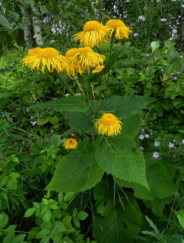 Telekia speciosa - auringontähden kukinnot muodostuvat kukkamaisista mykeröistä, jotka ovat huiskilomaisesti tai lähes tasahuiskilomaisesti varren ja sen haarojen kärjessä yksittäin. Kukintohaarat ovat lehtihankaiset, ja ylimmät, pienet varsilehdet yltävät toisinaan mykeröiden tyvelle saakka. EH, Hämeenlinna, Keinusaari, Varikonniemi, rehevä, metsittynyt, entinen saha- ja armeijan varikkoalue, niemen koillistyvi pääradan varressa, metsäalueen laitaruohikko, 20.7.2011. Copyright Hannu Kämäräinen.