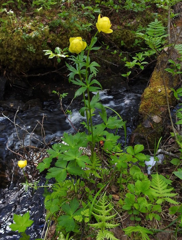 Trollius europaeus - (niitty)kullero kasvaa mielellään myös lehtoisen rehevillä puronvarsilla. Ks, Kuusamo, Käylä, Oulangan kansallispuisto, Rytilammen luontopolku, Rytikönkään alapuolisen puron varsi, 14.6.2019. Copyright Hannu Kämäräinen.