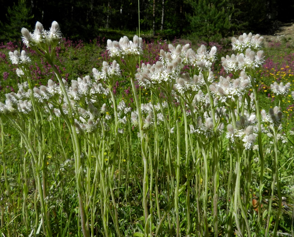 Antennaria dioica - ahokissankäpälän tiheävartinen ja emikukintoinen rykelmä lienee myös samaa kasviyksilöä, josta vain osa on mahtunut samaan kuvaan. Kukintojen värin perusteella ei voi varmistaa niiden sukupuolta, mutta jo näiden kahden kasvustokuvan kukintolatvojen ulkomuotoerot voivat opastaa erottamaan sukupuolet toisistaan jo kauempaakin. Kuvan taustalla punoittaa mäkitervakkopaljous, Viscaria vulgaris. EH, Hämeenlinna, Pullerinmäki, Ahvenistonharju, hyppyrimäen alastulorinteen tyviketo, 21.6.2012. Copyright Hannu Kämäräinen.