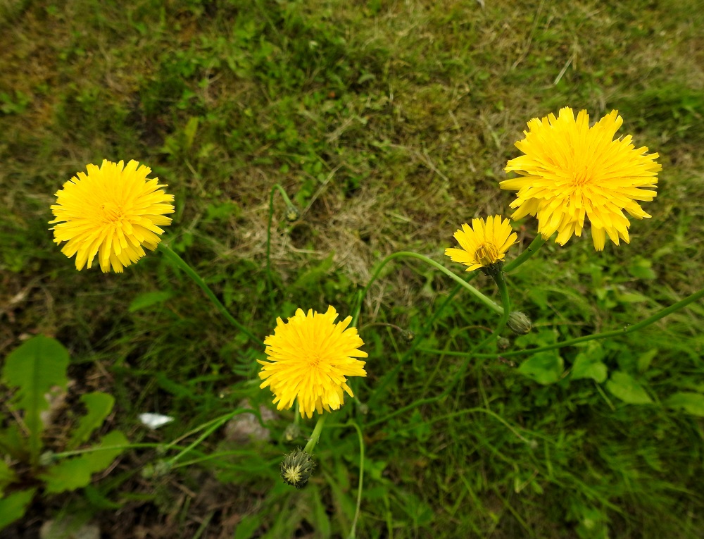Hypochaeris radicata - liuskahäränsilmän normaali kukinta-aika on kesäkuun loppupuolelta elokuun alkuun. Kukintomykerö on kukintavaiheestakin riippuen tavallisesti noin 25-35 mm leveä ja avoinna vain päivän valoisaan aikaan. 22.6.2025. Copyright Hannu Kämäräinen.