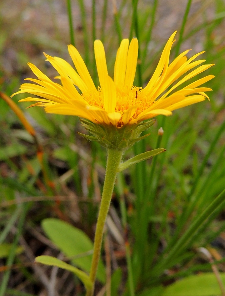 Pentanema britannicum - vanukehirvenjuuren kukinnot muodostuvat kukkamaisista mykeröistä, jotka ovat yleensä tiheäkarvaisen varren ja sen mahdollisten vähien haarojen kärjessä yksittäin. Ylimmät, pienet varsilehdet yltävät toisinaan mykeröiden tyvelle saakka. Kukintomykerö on kokonaisuudessaan tavallisesti noin 25-40 mm leveä. 24.7.2013. Copyright Hannu Kämäräinen.