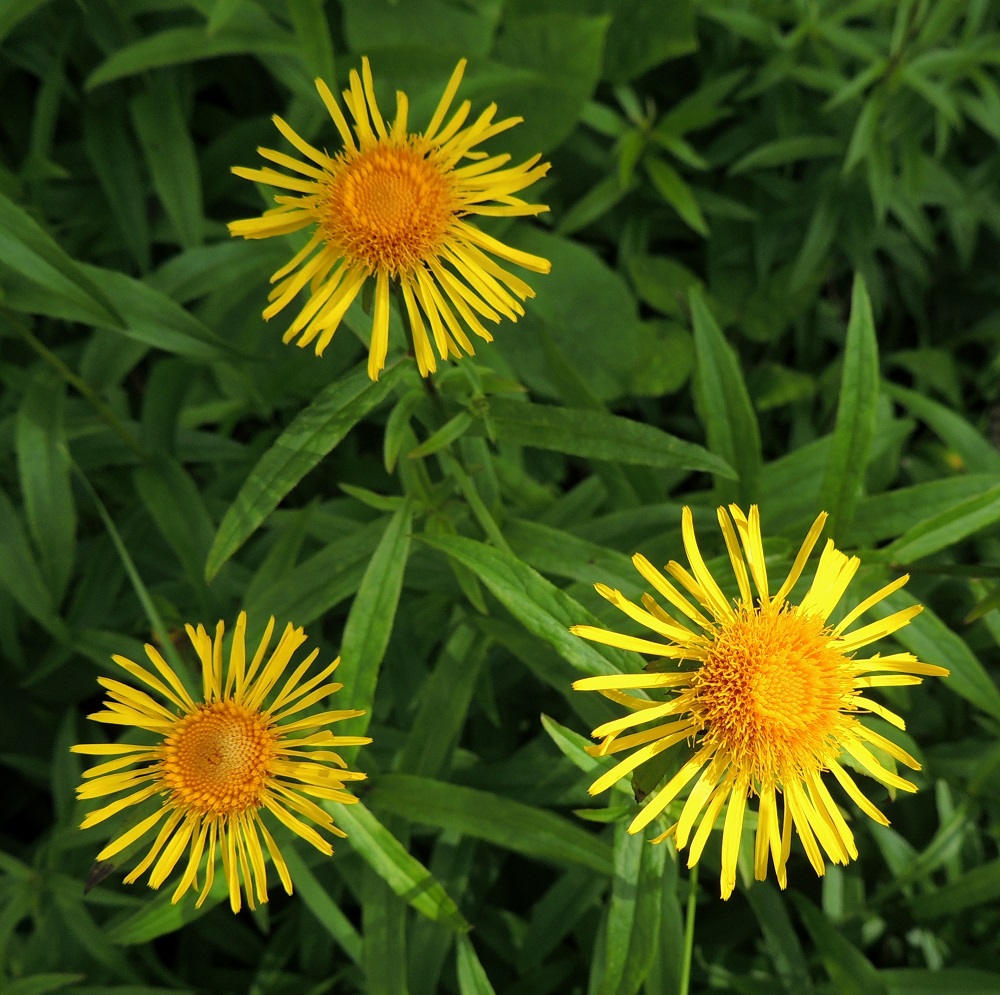 Pentanema salicinum - rantahirvenjuuren kukintomykerö on kokonaisuudessaan tavallisesti noin 35-45 mm leveä. Siinä on kahdenlaisia kukkia, teriöltään kielimäisiä laitakukkia ja mykerön keskellä kielettömiä kehräkukkia. 12.7.2016. Copyright Hannu Kämäräinen.