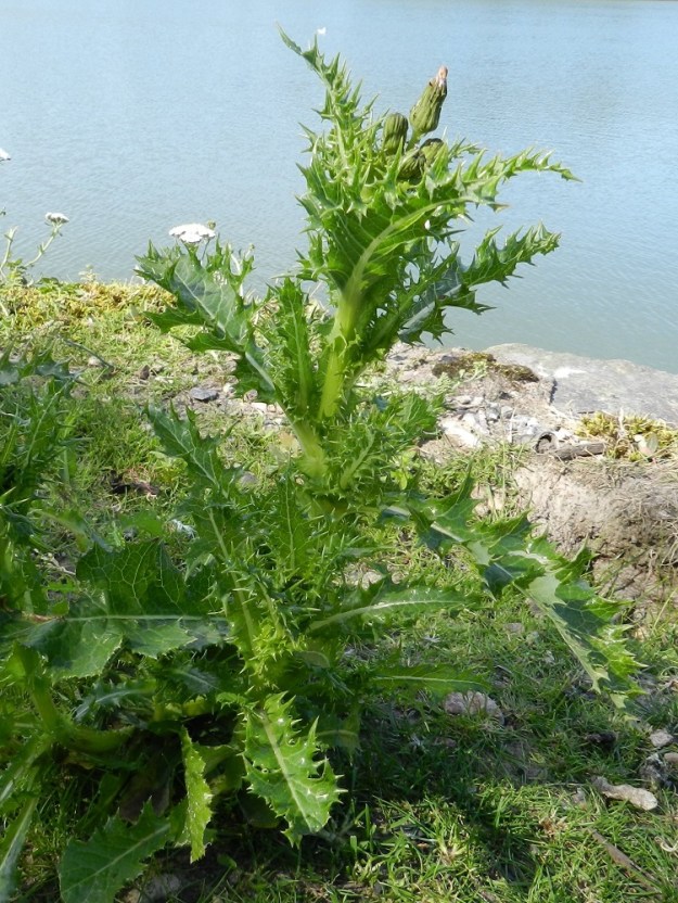 Sonchus asper - otavalvatin muunnos, pisto-otavalvatti, var. spinosus (aikaisemmalta nimeltään var. pungens) on äärimuotonaan ohdakemaisen liuskalehtinen, mutkalaitainen ja joka suuntaan vankkoja piikkejään sojottava. U, Helsinki, keskusta-alue, Lapinlahti, Lapinlahden ranta-alue entisen sairaalan kohdalla, 6.7.2012. Copyright Hannu Kämäräinen.