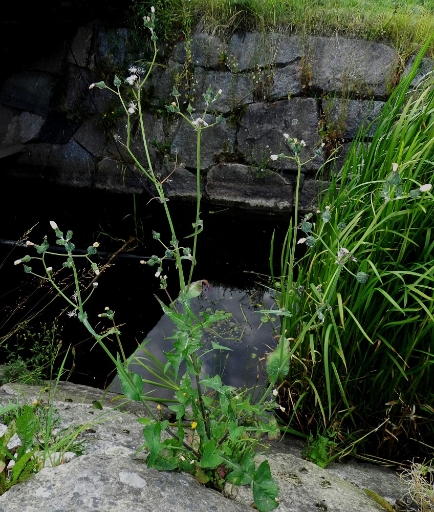 Sonchus oleraceus - kaalivalvatin yksilöt ovat haarattomat, vähähaaraiset tai runsaastikin haarovat. Varsinkin isot yksilöt haarovat usein jo tyveltä alkaen ja pitkin vartta latvaan saakka. Entiseen sikurikasvien heimoon kuuluville suvuille ja lajeille tyypillisesti kaalivalvatinkin kukintomykeröt ovat avoinna vain päivän valoisimpaan aikaan. Oheinen pyörökaalivalvatti-muunnoksen kuva on otettu voimakkaassa varjossa noin klo 18, jolloin kaikki mykeröt ovat jo täysin sulkeutuneet. EH, Hämeenlinna, keskusta-alue, Hämeen linna, Vanajaveteen johtavan vallihaudan reuna järven rannassa, 21.8.2012. Copyright Hannu Kämäräinen.