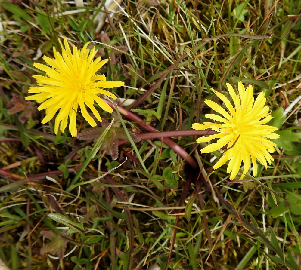 Taraxacum sect. Palustria - rantavoikukkien kukintomykeröt ovat avoimina vain päivän valoisana aikana. Tummapilvisinä tai sateisina päivinä ne pysyvät päivälläkin kiinni. Keltateriöiset kielikukat eivät pääsääntöisesti tuota lainkaan siitepölyä, joten mykeröiden availu ja sateelta suojautuminen ovat jäänteitä jostakin hyvin kaukaa. Voikukkalajien lisääntyminen ei perustu ristipölytykseen tai edes itsepölytykseen. Hedelmäpähkylät kasvavat apomiksin vaikutuksesta yhtä itsestään selvästi kuin lehdet, vanat ja mykerötkin siirtäen emokasvinsa tarkan perimän klooneina syntyviin, mahdollisiin uusiin yksilöihin. Pienetkin aikojen kuluessa syntyneet poikkeamat perimässä kulkeutuvat tarkasti jälkeläisille ilman ristipölytyksen tuomaa tasaavaa vaikutusta. Tämä selittää voikukkalajien suunnattoman määrän. 23.5.2025. Copyright Hannu Kämäräinen.