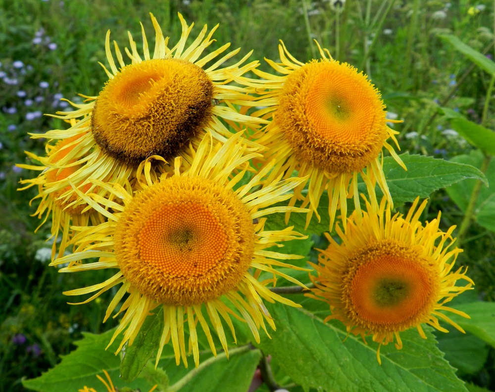 Telekia speciosa - auringontähden kukintomykerö on kokonaisuudessaan useimmiten noin 50-70 mm leveä. Siinä on uloimpina laitakukkina useimmiten noin 70-100 keltaista kielikukkaa, jotka ovat kahtena tai kolmena tiiviin allekkaisena kiehkurana. EH, Hämeenlinna, Sairio, Sairionranta, Vanajaveden itäranta, radanvartta seurailevan ulkoilureitin varsi kohdassa, jossa vesioja alittaa reitin, 20.7.2012. Copyright Hannu Kämäräinen.