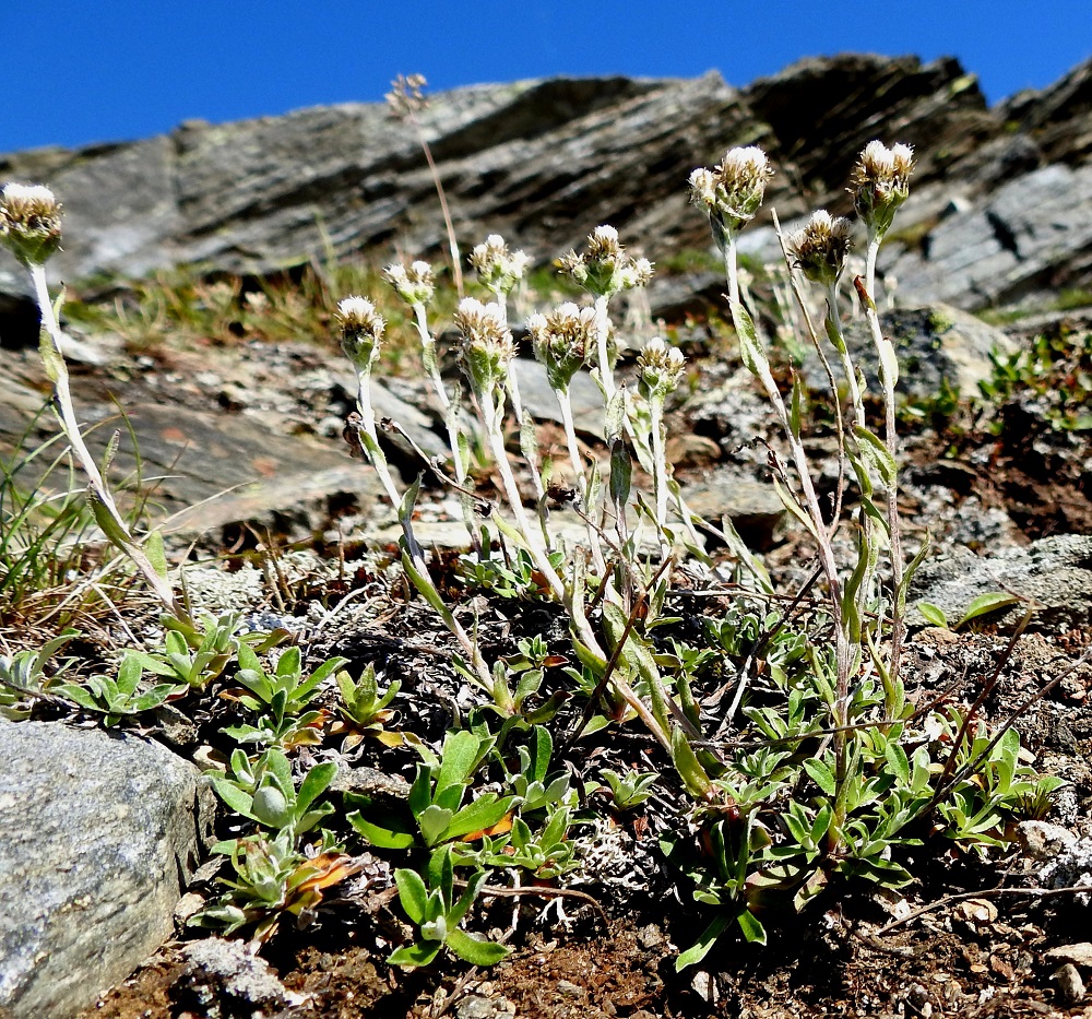 Antennaria alpina - tunturikissankäpälän rönsyämällä tapahtuva levittäytyminen lienee ainakin lähialueilla siementaimien syntymistä tehokkaampaa. Molemmissa lisääntymistavoissa lopputulos on kuitenkin sama. Uusi versova ruusuke ja kukintovarsi ovat emokasvinsa identtisiä jälkeläisiä. Norja, Tr, Kåfjord, Birtavarresta lähtevän Guolásveienin loppupäässä haarautuvan ja Guolasjärveä osin kiertävän Haltiantien pohjoispuoli, jyrkästi tieltä nouseva Ruvdnaruvžan selänteen lounaispään alarinne, n. 800 m mpy, 17.7.2023. Copyright Hannu Kämäräinen.