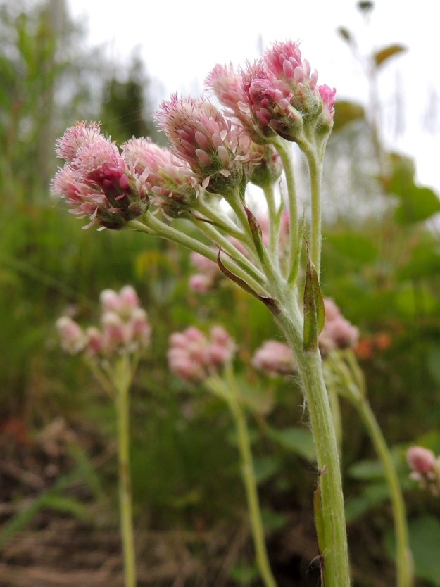 Antennaria dioica - ahokissankäpälän kukinnot muodostuvat kukkamaisista mykeröistä, jotka ovat tiheänä, lähes tai aivan tasahuiskilomaisena ryhmänä varren kärjessä. Mykeröitä on huiskiloissa yleensä kolmesta kahdeksaan mutta toisinaan enemmänkin. Kuvan emikukkaisessa varressa niitä on peräti 14. Mykeröperät ovat lehtihangoissa. Alimmat perät ovat toisinaan yhteiset kahdelle tai kolmelle mykerölle. Mykeröperän pituus vaihtelee tasalatvaisuuden vuoksi noin välillä 1-50 mm. Mykeröstön leveys on useimmiten noin 15-30 mm riippuen myös kukintavaiheesta ja sukupuolesta. Varsi on vihreä, harmaanvihreä tai vihreänruskehtava ja liereä. Se ja mykeröperät ovat huopamaisen tiheäkarvaiset. Ks, Salla, Onkamo, Hossoaavantien ja Onkamontien risteys, tienlaidan ojaluiska, 14.7.2015. Copyright Hannu Kämäräinen.