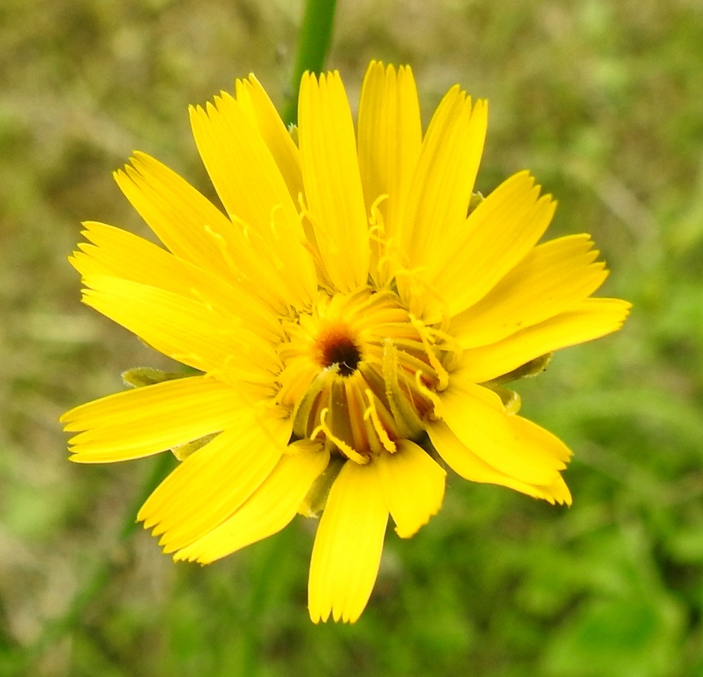 Hypochaeris radicata - liuskahäränsilmän kukintomykerö muodostuu suuresta joukosta tiiviisti yhdessä olevia, keltaisia ja kaksineuvoisia kielikukkia, jotka avautuvat aluksi kerroksittain auki. Kuvassa mykerön keskellä näkyvät avautumattomat, vielä nuppuvaiheessa olevat kukat. Kukan teriö muodostuu siirottavasta, lähes tasasoukasta, kärjestään tylpästä ja viisihampaisesta kieliosasta sekä mykerön sisään piiloon jäävästä ja kapeasta tyviosasta. Kussakin kukassa on viisi hedettä, joiden keltaiset ja kapean tasasoukat ponnet ovat lieriömäisen yhdiskasvuisesti emin vartalon ympärillä. Emi on yksivartaloinen ja luotiltaan kaksiliuskainen. Keltainen vartalo luotteineen ja ponsilieriöineen nousee näkyville teriön kielen yläpuolelle. 22.6.2025. Copyright Hannu Kämäräinen.