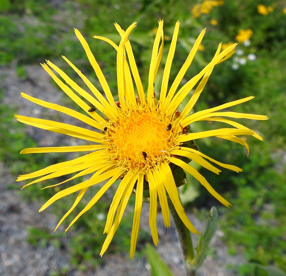 Inula helenium - isohirvenjuuren kielikukat ovat pelkkiä emikukkia. Niitä on mykerössä yleensä noin 40-60 (kuvan kukassa 41). Kehräkukat ovat kaksineuvoisia, eli niissä ovat sekä heteet että emi. Kookkaissa mykeröissä pyörivät pölyttäjinä pistiäiset, perhoset, kukkakärpäset ja kovakuoriaiset. 13.8.2025. Copyright Hannu Kämäräinen.