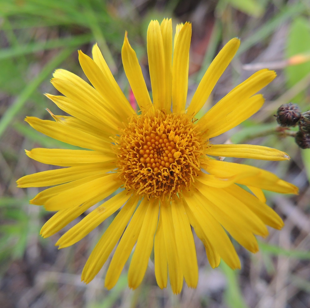 Pentanema britannicum - vanukehirvenjuuren uloimpina laitakukkina on useimmiten noin 30-50 kielikukkaa, jotka ovat yksineuvoisia emikukkia. Niiden teriön kielimäinen kärkiosa on kirkkaankeltainen, tasasoukan suikea ja yleensä noin 10-13 mm pitkä sekä leveimmältä kohtaa noin 0,8-1,5 mm leveä ja kärjestään enimmäkseen kolmihampainen. Teriön mykeröpohjukseen kiinnittynyt, piiloon jäävä ja kapean torvimainen tyviosa on noin 4-6 mm pitkä. 24.7.2013. Copyright Hannu Kämäräinen.