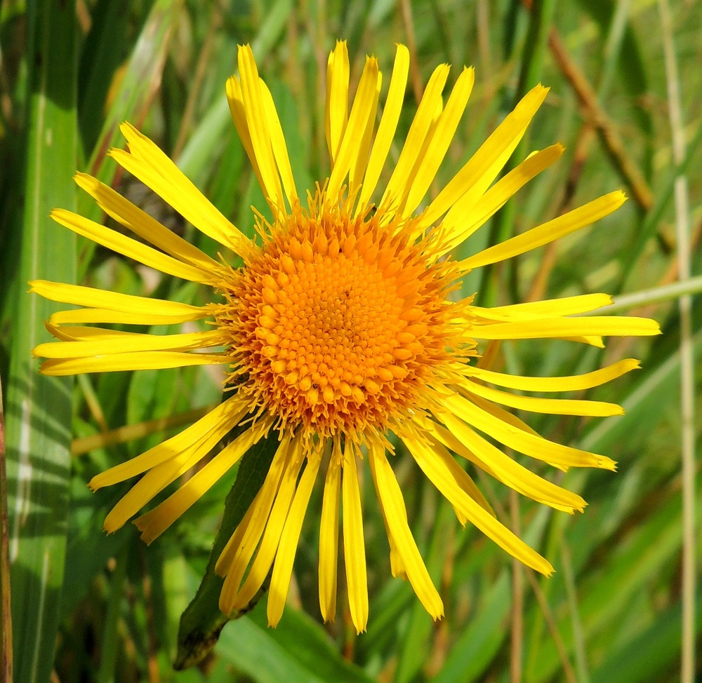 Pentanema salicinum - rantahirvenjuuren laitakukkia on useimmiten noin 35-60. Ne ovat yksineuvoisia emikukkia, joiden teriön kielimäinen kärkiosa on kirkkaankeltainen, lähes tasasoukka ja yleensä noin 10-15 mm pitkä sekä leveimmältä kohtaa noin 1-1,5 mm leveä ja kärjestään enimmäkseen kolmihampainen. Teriön mykeröpohjukseen kiinnittynyt, piiloon jäävä ja kapean torvimainen tyviosa on noin 4-6 mm pitkä. 12.7.2016. Copyright Hannu Kämäräinen.