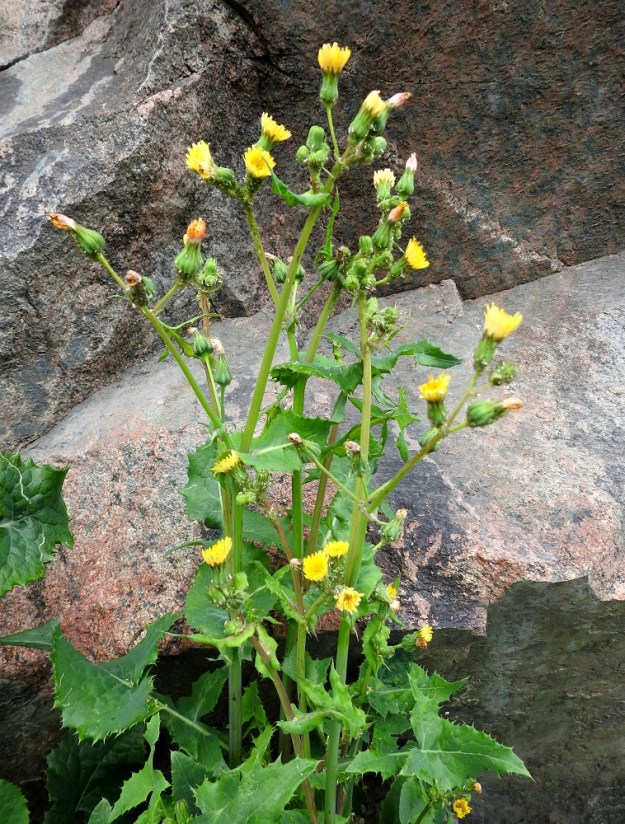 Sonchus oleraceus - kaalivalvatin kukintokokonaisuus on varren ja lehtihankaisten haarojen latvassa huiskilomaisesti tai kerrannaisen huiskilomaisesti. Se ja "sisarlaji" otavalvatti, S. asper, ovat yksivuotisina lajeina riippuvaisia pohjaltaan riittävän avoimista kasvupaikoista. Ihmiset muokkaavat elinpiiriään jatkuvasti ja raivaavat luonnonympäristöstä asutukselleen uusia alueita, mikä antaa elintilaa myös yksivuotisille kasveille. Lisäksi kaikenlainen maanmuokkaus ja -siirtely, katujen ja muun ympäristön puhdistus sekä liikennevirrat kuljettavat tuulen lisäksi leviäimiä uusille kasvupaikoille. Yksivuotisen menestykselliseen ja runsaskukkaiseen kukoistukseen riittää multavan kasvupaikan lisäksi usein karukin ympäristö, kunhan vapaata kasvutilaa, valoa ja vettä on riittävästi saatavilla yhden vuoden ponnistukseen. V, Naantali, satama-alueelle tulevan Satamatien laita, kallioleikkauksen tyven sora- ja sepelikaista, 26.6.2019. Copyright Hannu Kämäräinen.