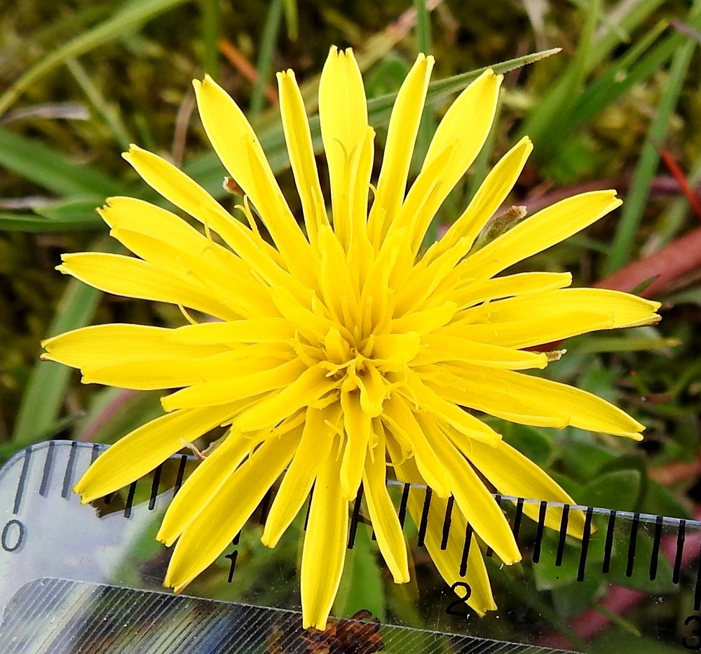 Taraxacum sect. Palustria - rantavoikukkien kukintomykeröt ovat täydessä kukassaan noin 25-40(-45) mm leveät. Mykerössä on lopulta noin 50-90 keltaista, kaksineuvoista ja tukisuomutonta kielikukkaa. Kielikukkien teriö on täysikasvuisena yleensä noin 10-13 mm pitkä. Teriön mykeröpohjukseen kiinnittyneen ja piiloon jäävän, kapean tyviosan osuus koko teriön pituudesta on noin 3-4 mm. 23.5.2025. Copyright Hannu Kämäräinen.